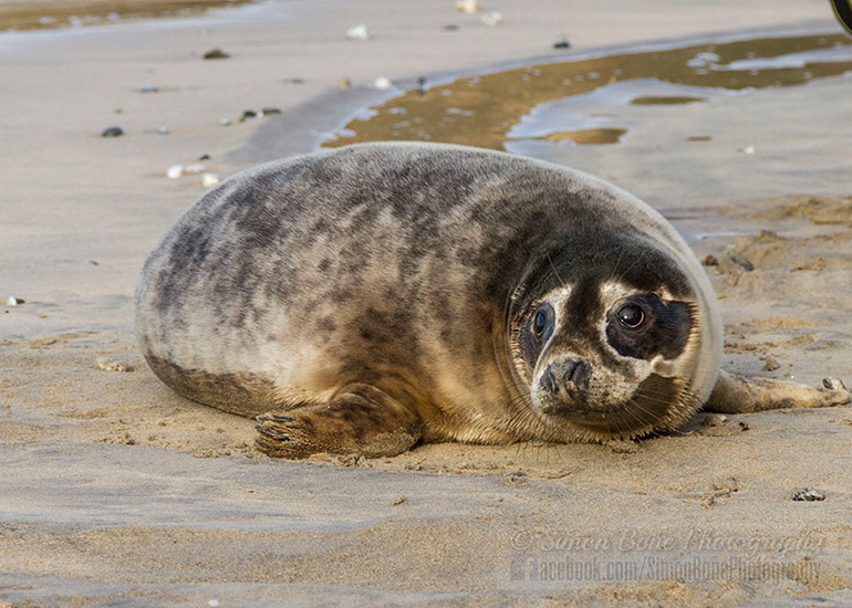 Seal Release - 25th November 2016 - Photo by Simon Bone