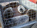Seal Release - 25th November 2016