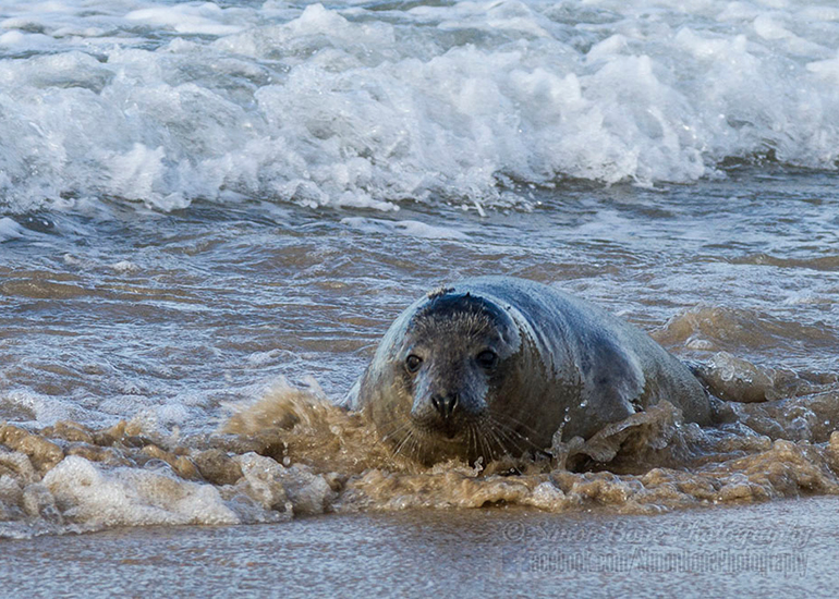 Seal Release - 25th November 2016 - Photo by Simon Bone