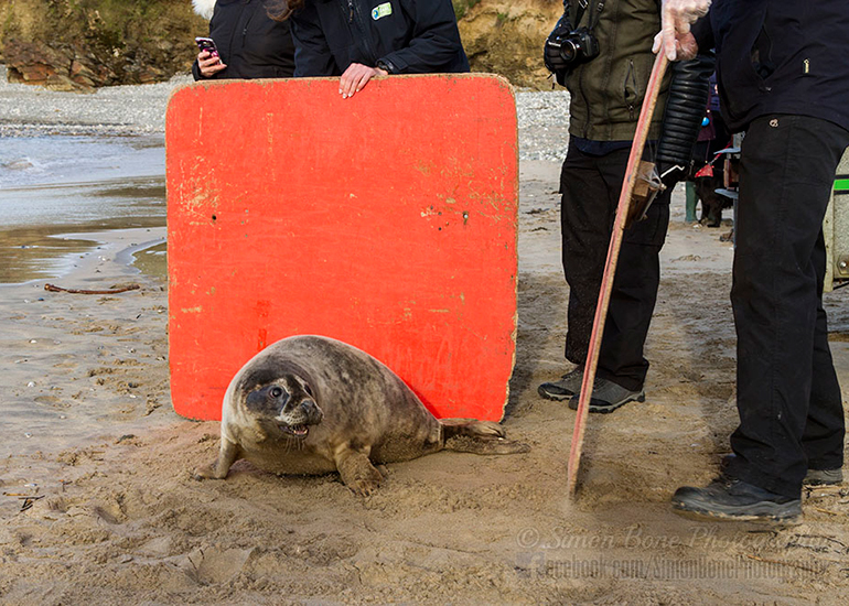 Seal Release - 25th November 2016 - Photo by Simon Bone