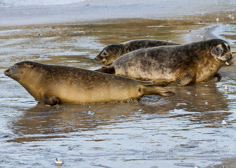 Seal Release - 25th November 2016 - Photo by Simon Bone
