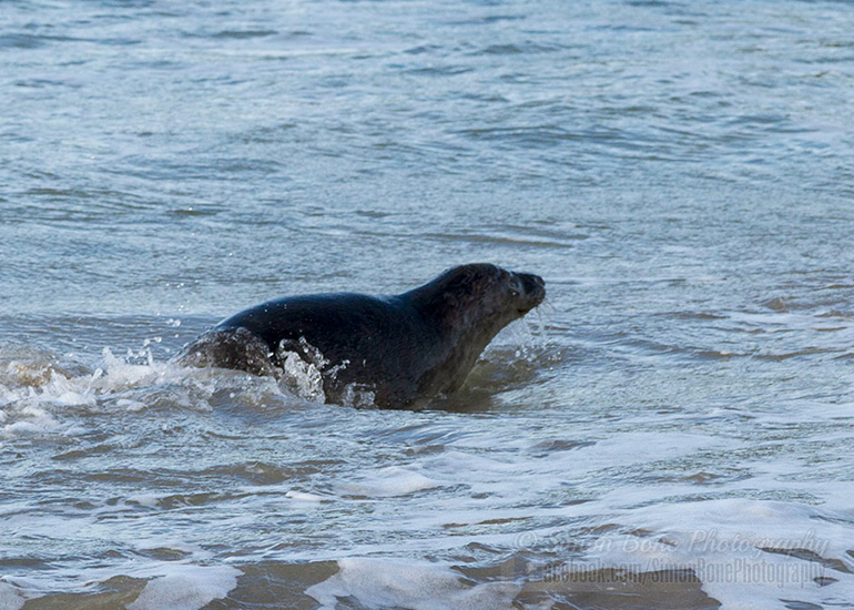 Seal Release - 25th November 2016 - Photo by Simon Bone