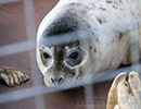 Seal Release - 25th November 2016