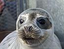 Seal Release - 25th November 2016
