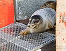 Seal Release - 25th November 2016