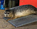 Seal Release - 25th November 2016