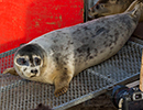 Seal Release - 25th November 2016