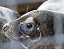 Seal Release - 25th November 2016