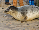 Seal Release - 25th November 2016