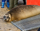 Seal Release - 25th November 2016
