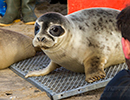 Seal Release - 25th November 2016