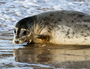 Seal Release - 25th November 2016