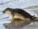 Seal Release - 25th November 2016