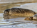 Seal Release - 25th November 2016