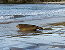 Seal Release - 25th November 2016