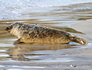 Seal Release - 25th November 2016