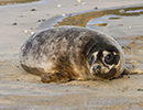 Seal Release - 25th November 2016