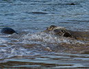 Seal Release - 25th November 2016