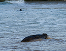 Seal Release - 25th November 2016