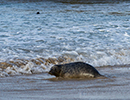 Seal Release - 25th November 2016