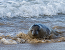 Seal Release - 25th November 2016