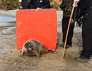 Seal Release - 25th November 2016