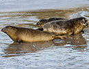 Seal Release - 25th November 2016
