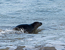 Seal Release - 25th November 2016