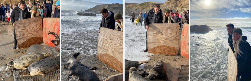 Seals released back into the wild on 27th February 2022