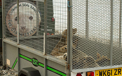 Seal Release