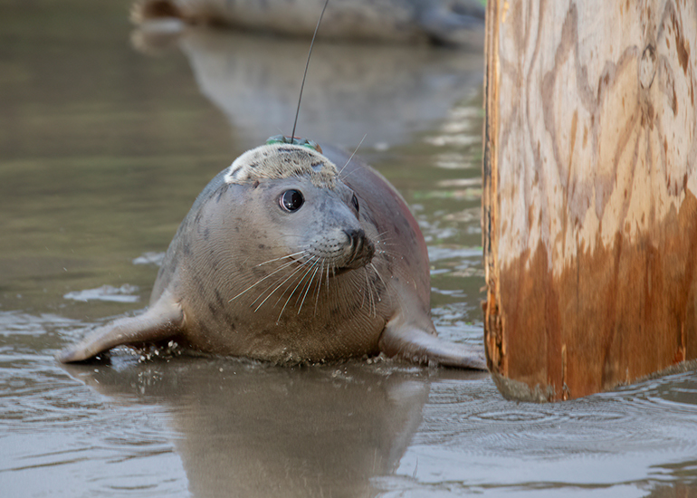 Seal Release - 29th October 2024