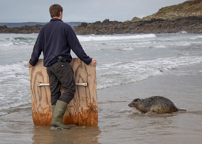 Seal Release - 29th October 2024