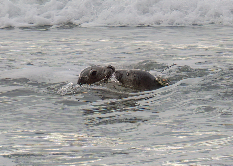 Seal Release - 29th October 2024