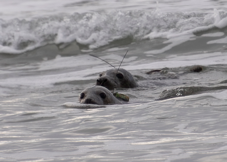 Seal Release - 29th October 2024