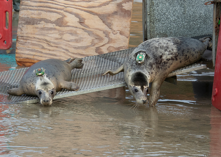 Seal Release - 29th October 2024