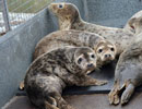 Seal Release - 30th May 2013