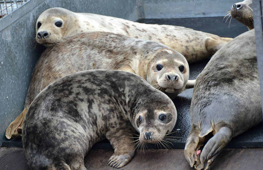 Seal Release - 30th May 2013