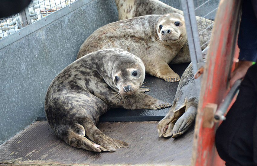 Seal Release - 30th May 2013