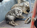Seal Release - 30th May 2013
