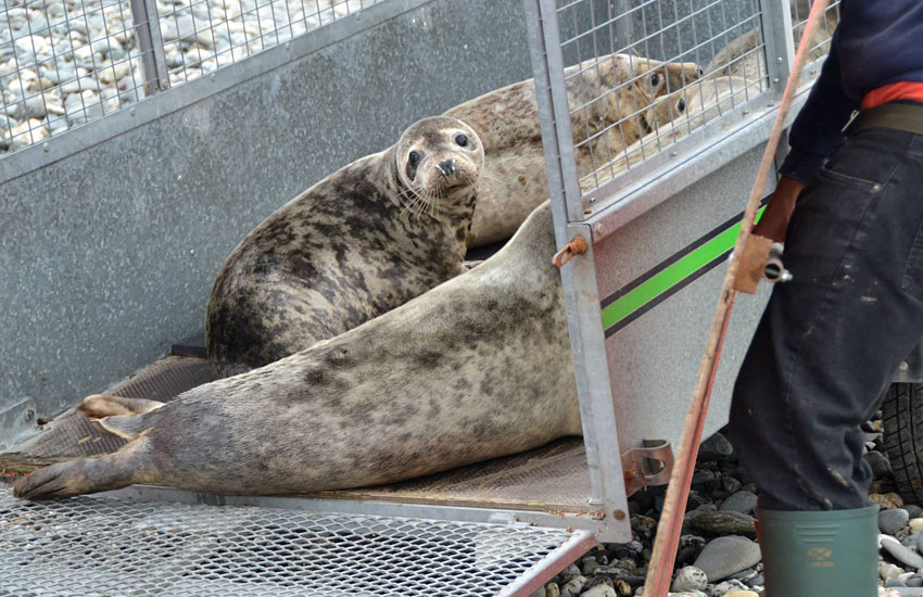 Seal Release - 30th May 2013