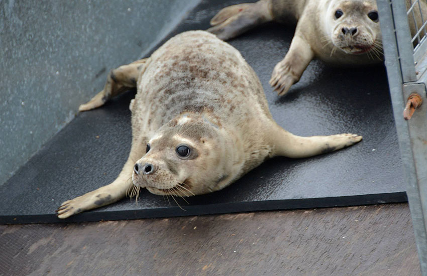 Seal Release - 30th May 2013