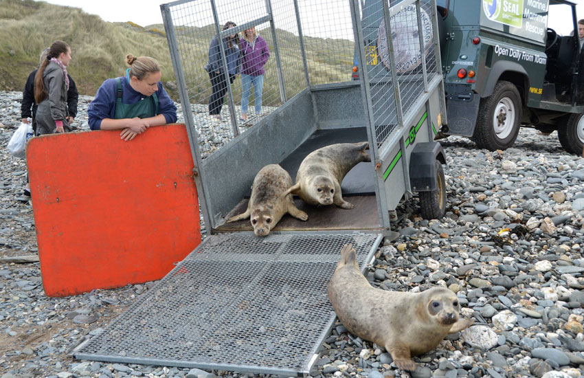 Seal Release - 30th May 2013