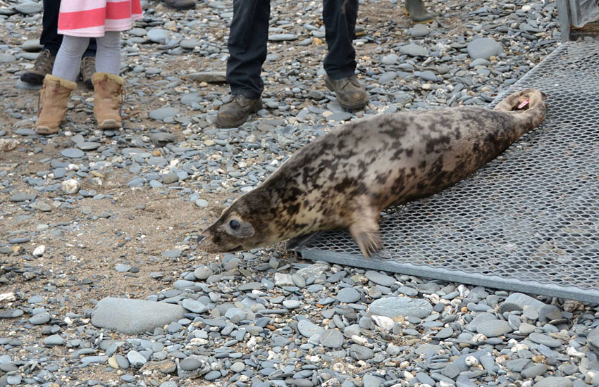 Seal Release - 30th May 2013