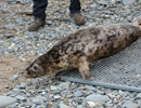 Seal Release - 30th May 2013