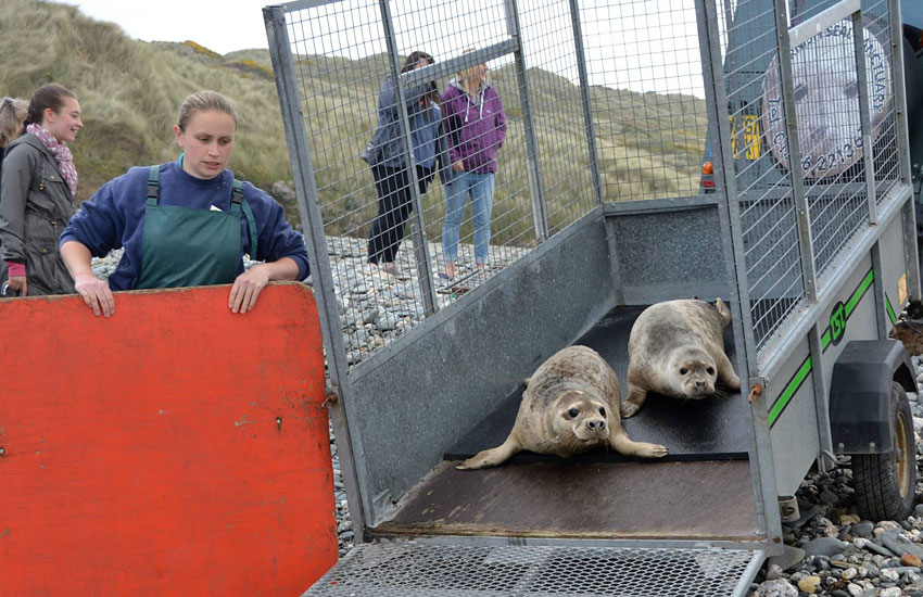 Seal Release - 30th May 2013
