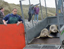 Seal Release - 30th May 2013