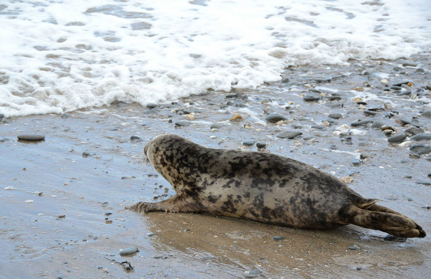 Seal Release - 30th May 2013