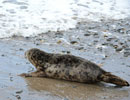 Seal Release - 30th May 2013