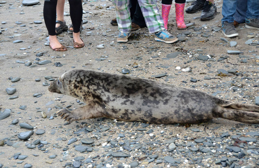 Seal Release - 30th May 2013
