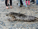 Seal Release - 30th May 2013
